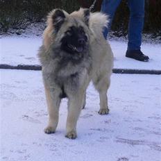 Eurasier Brilliant Boss