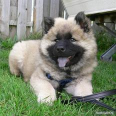 Eurasier Brilliant Boss