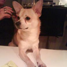 Chihuahua <3 Wayne <3