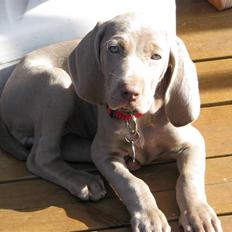 Weimaraner Jojo