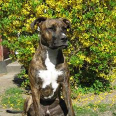 Blanding af racer Thyson