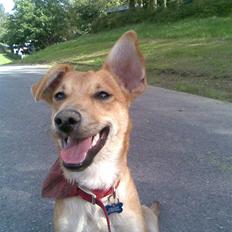 Blanding af racer Simba *solgt*