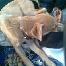 Blanding af racer Simba *solgt*