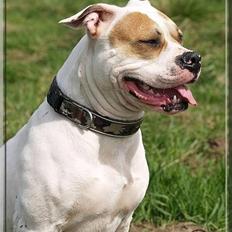 Amerikansk bulldog Freja