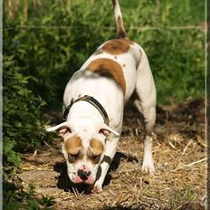 Amerikansk bulldog Freja