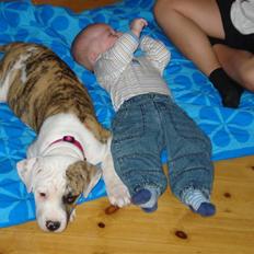 Amerikansk bulldog Chuey * Bor hos svigerinde/søster