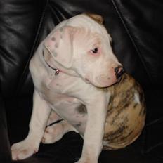 Amerikansk bulldog Chuey * Bor hos svigerinde/søster