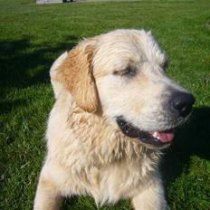 Golden retriever Oskar