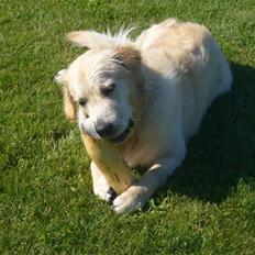 Golden retriever Oskar