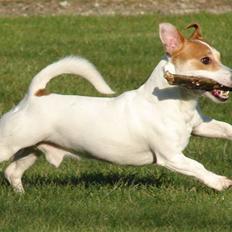 Jack russell terrier AaB