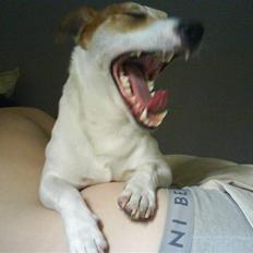 Jack russell terrier AaB