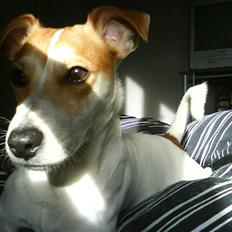 Jack russell terrier AaB