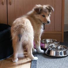 Shetland sheepdog Luna