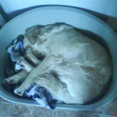 Golden retriever Stinne