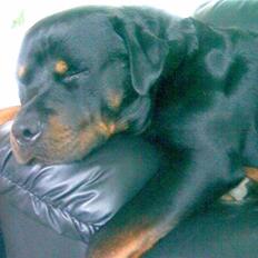 Rottweiler Christoff R.I.P