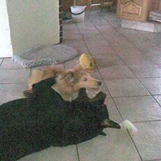 Rottweiler Christoff R.I.P