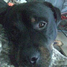 Rottweiler Christoff R.I.P