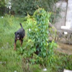 Rottweiler wappe