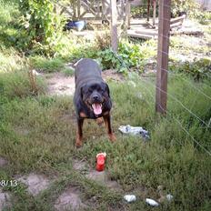 Rottweiler wappe
