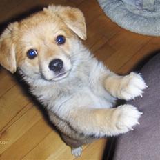 Blanding af racer Kenzo 