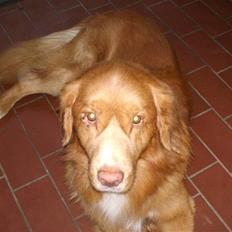 Nova scotia duck tolling retriever Sambi