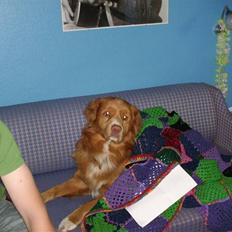 Nova scotia duck tolling retriever Sambi