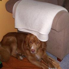 Nova scotia duck tolling retriever Sambi