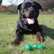 Rottweiler Guffi R.I.P 24-6-2010