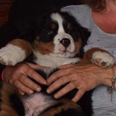 Berner sennenhund Lenesberner Twix