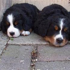 Berner sennenhund Lenesberner Twix