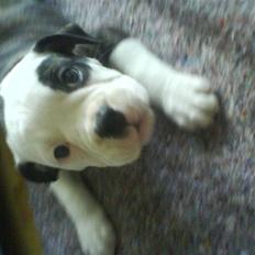 Olde english bulldogge Ørsteds Asta*Himmelhund*