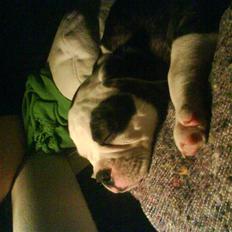 Olde english bulldogge Ørsteds Asta*Himmelhund*