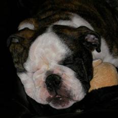 Engelsk bulldog Kenzo Alias Chefen