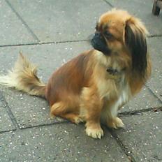 Blanding af racer Gizmo