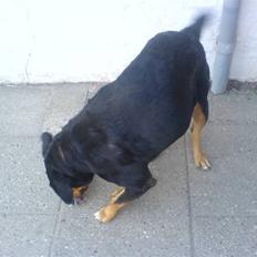 Rottweiler ZITA