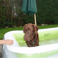 Labrador retriever Anton (Berg)