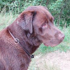 Labrador retriever Anton (Berg)