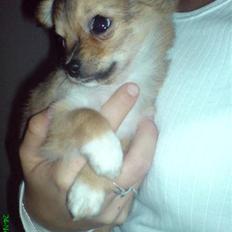 Chihuahua Aica R.I.P. :'(