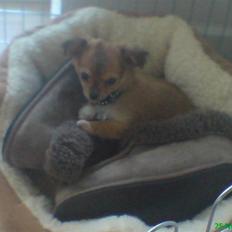 Chihuahua Aica R.I.P. :'(