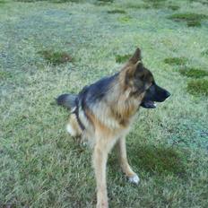 Schæferhund Gonzo (forældres)