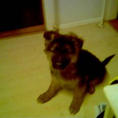 Schæferhund Gonzo (forældres)