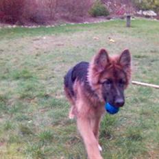 Schæferhund Gonzo (forældres)