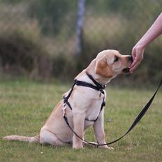 Labrador retriever Tvebak R.I.P.