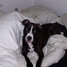 Amerikansk staffordshire terrier Camí