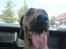 Rhodesian ridgeback Monomotabas Ruby Cabernet - Ude og køre bil i Glostrup på vej ud til mormor!