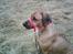 Rhodesian ridgeback Monomotabas Ruby Cabernet - Hvor blev fuglen af ?