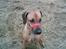 Rhodesian ridgeback Monomotabas Ruby Cabernet - Kom frit frem!