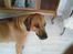 Rhodesian ridgeback Monomotabas Ruby Cabernet
