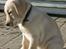 Labrador retriever Vaks - ejhhh... det ser farlig ud :/