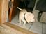 Labrador retriever Vaks - Hvarfor skal alle være så stor og jeg er så lille ?  :/